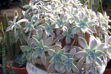 Ghost Plant, Mother-of-Pearl Plant,Graptopetalum paraguayense, Sedum weinbergii, copyright � almostedenplants.com